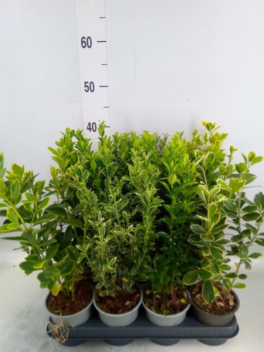 <h4>Euonymus japon.   ...mix</h4>