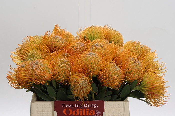 <h4>Nutans Soleil</h4>