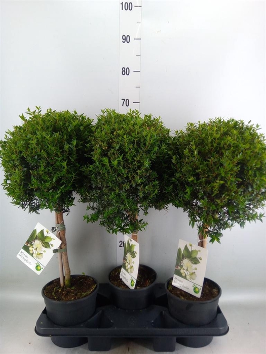 <h4>Myrtus communis</h4>