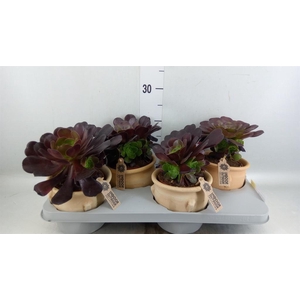 Aeonium arboreum 'Velours'