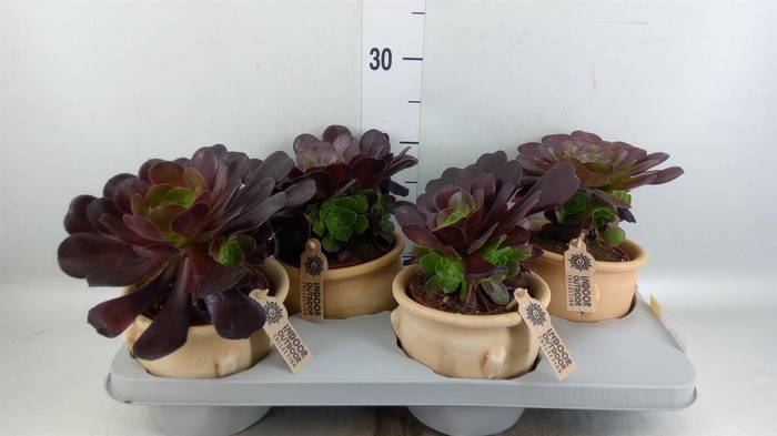 <h4>Aeonium arboreum 'Velours'</h4>