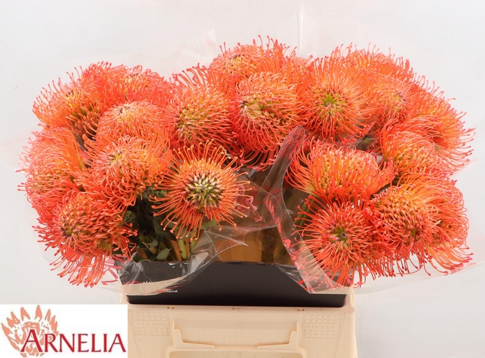 <h4>LEUCO CO SUCCESSION</h4>