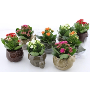 ARR KALANCHOE