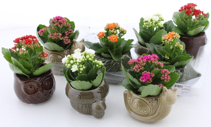 <h4>ARR KALANCHOE</h4>