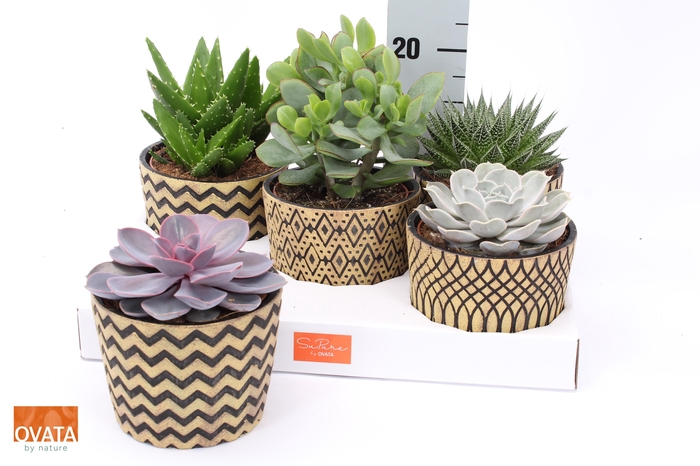 <h4>SUCC GEM 5 SRT</h4>