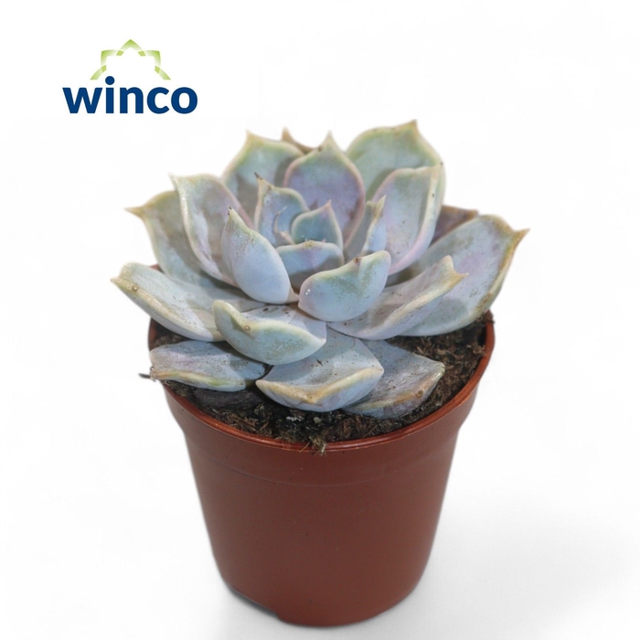 <h4>Echeveria Rinionii</h4>