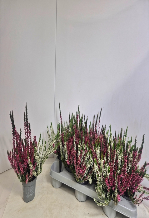 <h4>CALLU NOVA GEM 2 KL</h4>