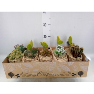Arr.  Cactus H%