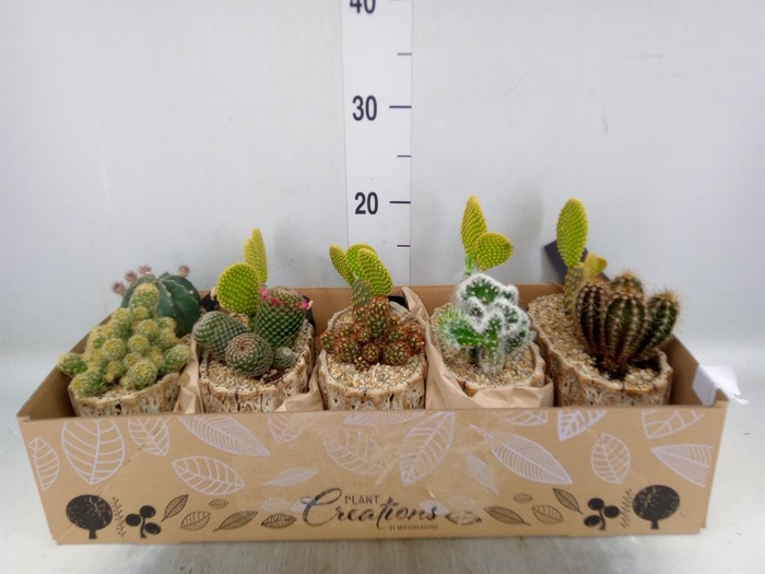 <h4>Arr.  Cactus H%</h4>