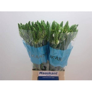 Ornithogalum thyrs. 'Mount Fuji'