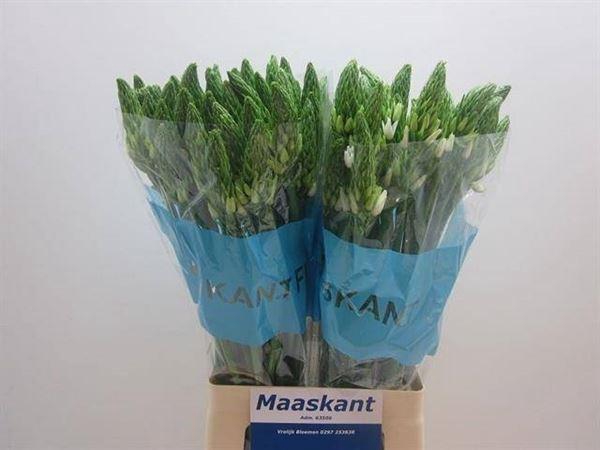 <h4>Ornithogalum thyrs. 'Mount Fuji'</h4>