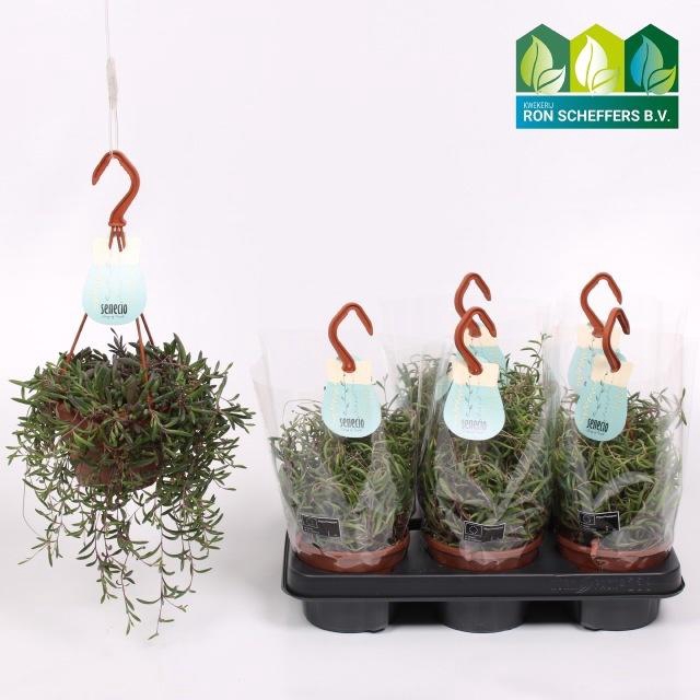 <h4>SENEC H PURPLE FLUSH</h4>