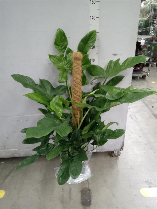 <h4>Philodendron   ...</h4>