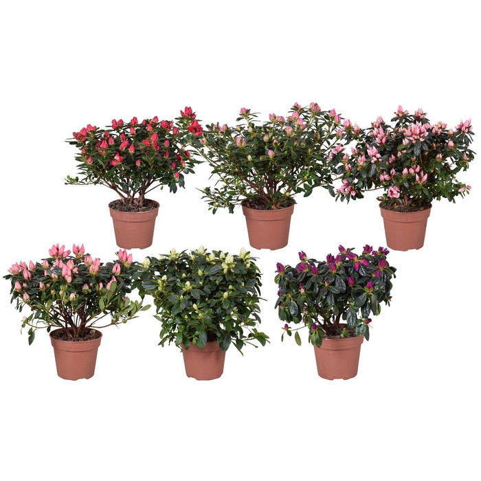 <h4>Azalea gemengd (Voorjaar soorten rijp) 13cm</h4>
