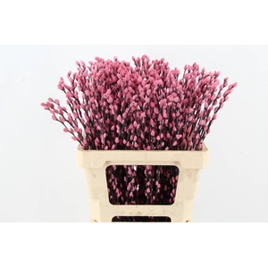 Salix Snowflake 60cm L.Pink