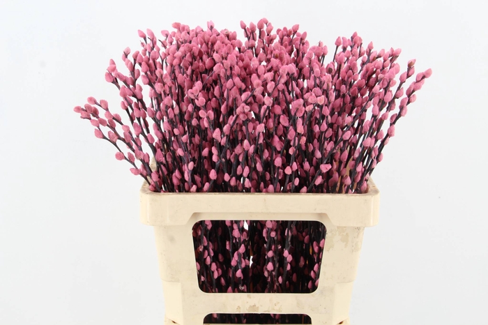 <h4>Salix Snowflake 60cm L.Pink</h4>