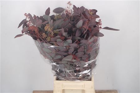 <h4>Euca Populus Berry V Red Per Bunch</h4>