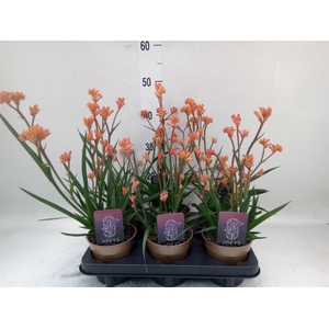 Anigozanthos   ...