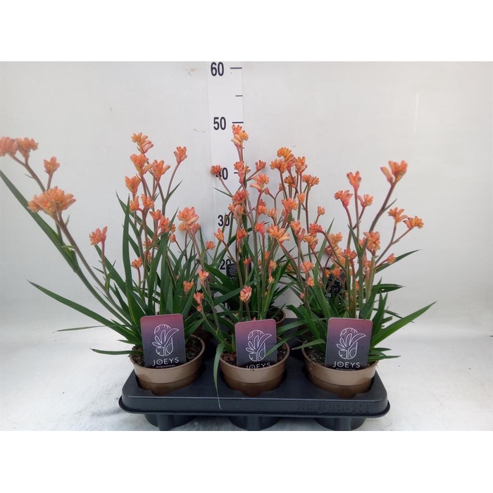 <h4>Anigozanthos   ...</h4>