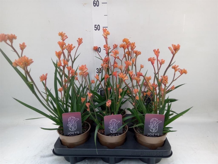 <h4>Anigozanthos   ...</h4>