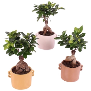 Ficus m. Ginseng Ball Shape Ø09cm in Ø13cm Ceramic EV562