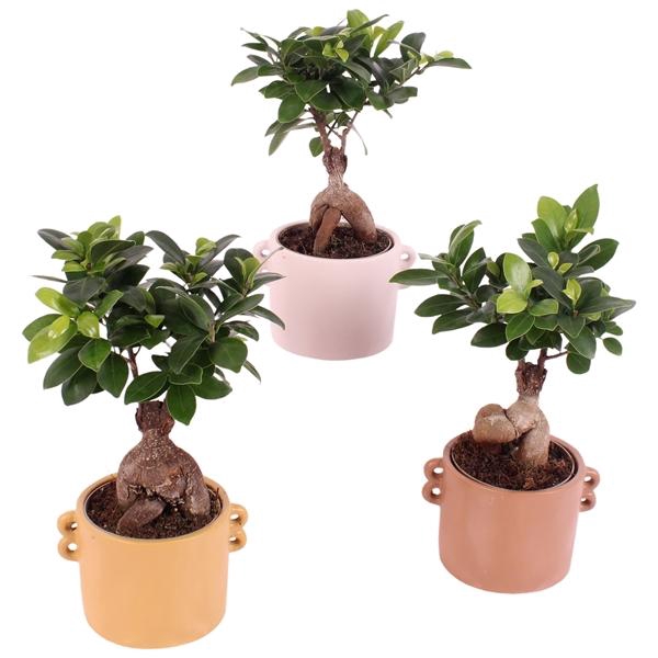 <h4>Ficus m. Ginseng Ball Shape Ø09cm in Ø13cm Ceramic EV562</h4>