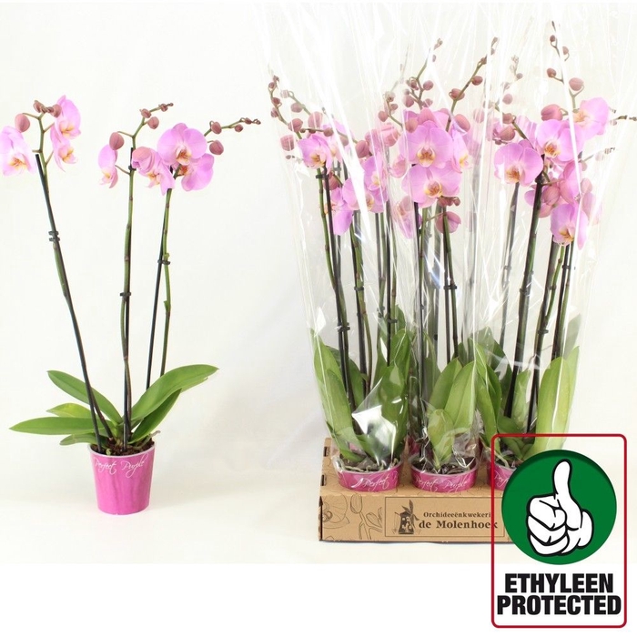 <h4>PHAL ANTHURA OSAKA</h4>