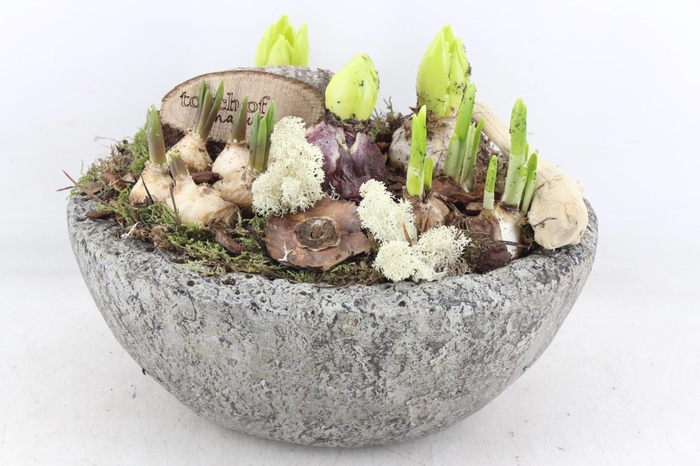 <h4>arr4 Bollenmix VL - Cement ovaal L x2</h4>