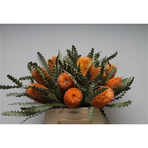 Banksia Ashbyi