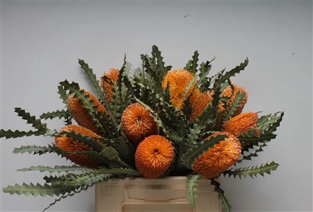 <h4>Banksia Ashbyi</h4>