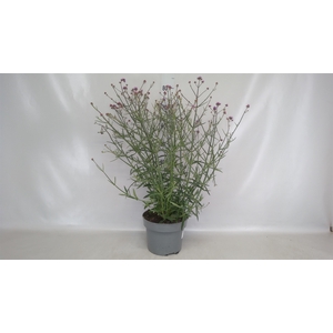 Verbena bonariensis
