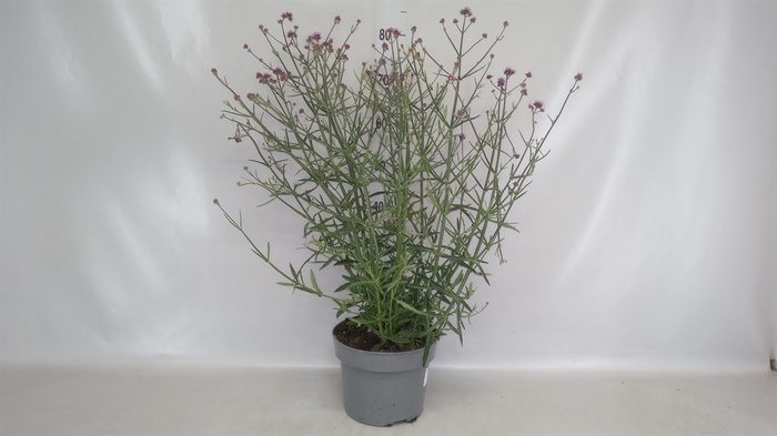 <h4>Verbena bonariensis</h4>