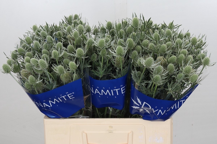 <h4>Eryngium Silver Dynamite</h4>