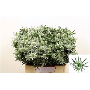 Eryngium Sirius Qstar 40cm X40