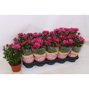 CHRYS JACKSON PURPLE