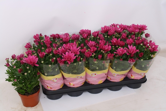 <h4>CHRYS JACKSON PURPLE</h4>