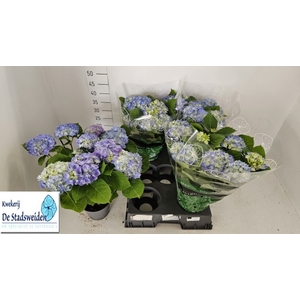 HYDR M BLAUER ZWERG