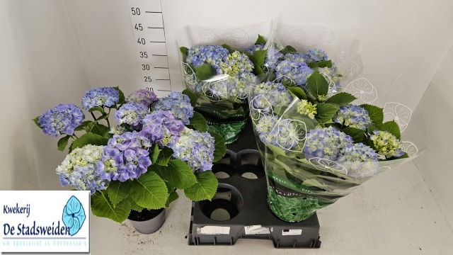 <h4>HYDR M BLAUER ZWERG</h4>