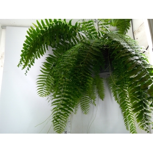Nephrolepis   ...