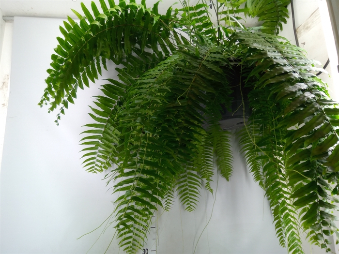 <h4>Nephrolepis   ...</h4>