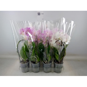 Phalaenopsis  'Elegant Cascade'