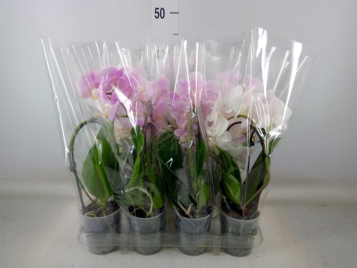 <h4>Phalaenopsis 'Elegant Cascade'</h4>
