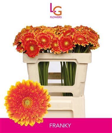 <h4>GERBERA MI 'FRANKY'</h4>