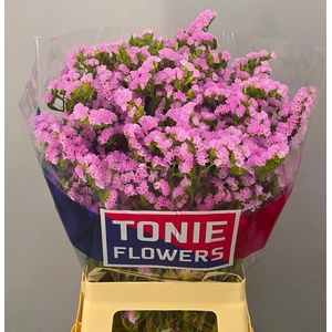 LIM S ROSEL SU BIRDS