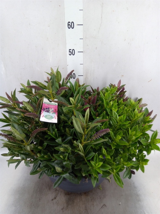 <h4>Hebe  'Addenda'   ...mix in pot</h4>