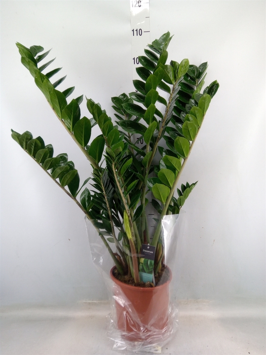 <h4>Zamioculcas zamiifolia</h4>