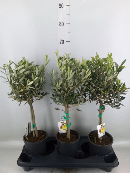 <h4>Olea europaea</h4>