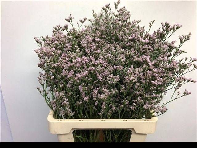 <h4>LIM MR SILVER PINK</h4>