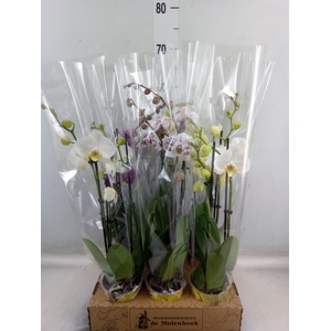 Phalaenopsis   ...mix  4