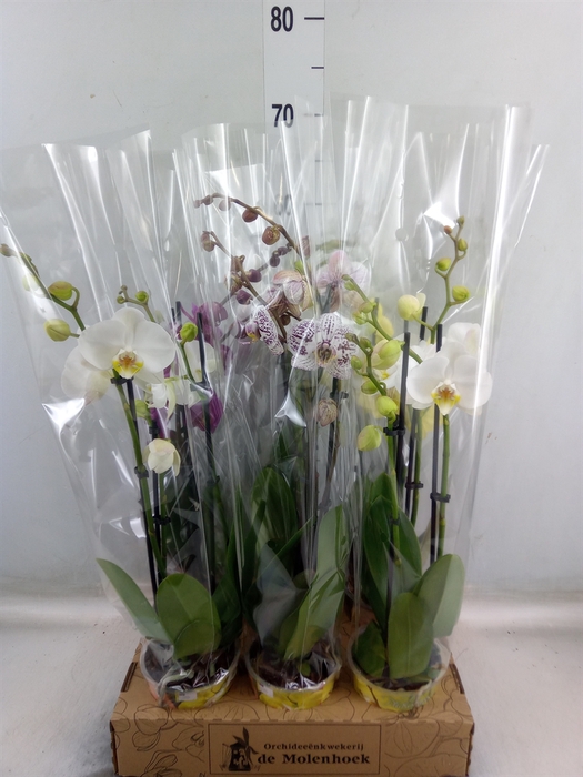<h4>Phalaenopsis   ...mix  4</h4>